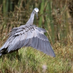 Egretta novaehollandiae at Fyshwick, ACT - 25 Apr 2022 01:49 PM