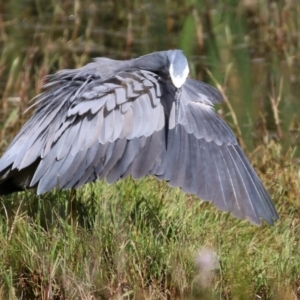 Egretta novaehollandiae at Fyshwick, ACT - 25 Apr 2022 01:49 PM