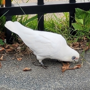 Cacatua sanguinea at Lyneham, ACT - 26 Apr 2022 10:54 AM