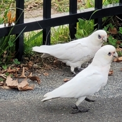 Cacatua sanguinea at Lyneham, ACT - 26 Apr 2022 10:54 AM