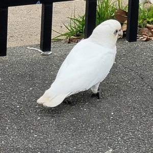 Cacatua sanguinea at Lyneham, ACT - 26 Apr 2022