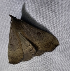 Rhapsa suscitatalis at O'Connor, ACT - 21 Apr 2022