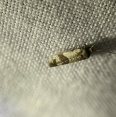 Prays parilis (Lemon Bud Moth) at O'Connor, ACT - 21 Apr 2022 by NedJohnston