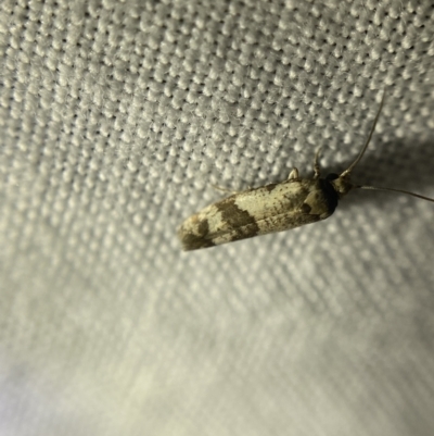Prays parilis (Lemon Bud Moth) at O'Connor, ACT - 21 Apr 2022 by NedJohnston