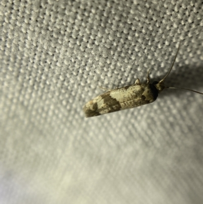 Unidentified Tortricid moth (Tortricidae) at O'Connor, ACT - 21 Apr 2022 by Ned_Johnston