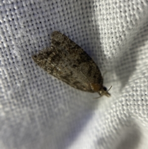 Asthenoptycha sphaltica and nearby species at O'Connor, ACT - 21 Apr 2022 07:00 PM