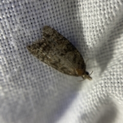 Unidentified Tortricid moth (Tortricidae) (TBC) at O'Connor, ACT - 21 Apr 2022 by Ned_Johnston