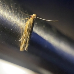 Eutorna tricasis (A Depressariid moth) at O'Connor, ACT - 21 Apr 2022 by NedJohnston