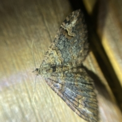 Unidentified Geometer moth (Geometridae) (TBC) at O'Connor, ACT - 21 Apr 2022 by Ned_Johnston