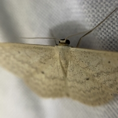 Scopula optivata (Varied Wave) at O'Connor, ACT - 21 Apr 2022 by Ned_Johnston