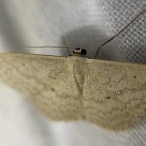 Scopula optivata at O'Connor, ACT - 21 Apr 2022