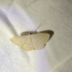 Scopula optivata at O'Connor, ACT - 21 Apr 2022