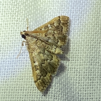 Nacoleia rhoeoalis (A Crambid moth (Spilomelinae) at O'Connor, ACT - 21 Apr 2022 by NedJohnston