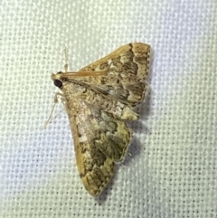 Nacoleia rhoeoalis at O'Connor, ACT - 21 Apr 2022 06:28 PM