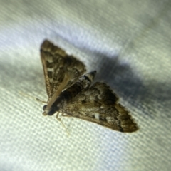 Nacoleia rhoeoalis at O'Connor, ACT - 21 Apr 2022 06:28 PM