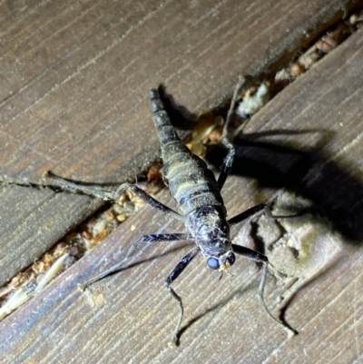 Boreoides subulatus (Wingless Soldier Fly) at O'Connor, ACT - 21 Apr 2022 by Ned_Johnston