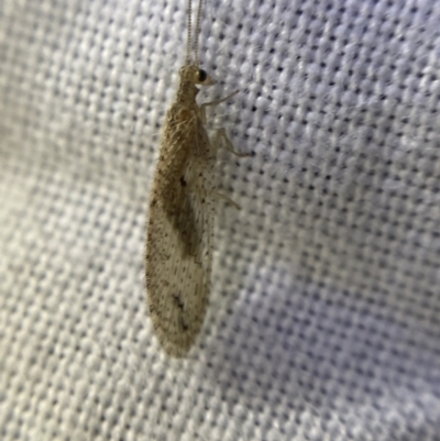 Micromus tasmaniae (Tasmanian Brown Lacewing) at O'Connor, ACT - 21 Apr 2022 by NedJohnston