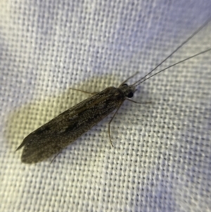 Trichoptera (order) at O'Connor, ACT - 21 Apr 2022 06:13 PM