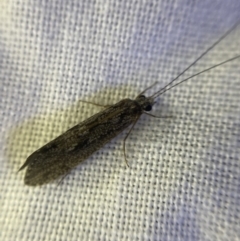 Trichoptera sp. (order) (Unidentified Caddisfly) at O'Connor, ACT - 21 Apr 2022 by Ned_Johnston