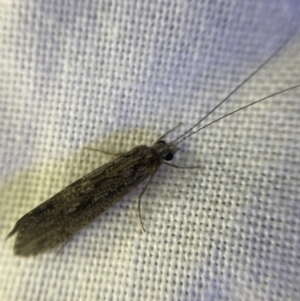 Trichoptera (order) at O'Connor, ACT - 21 Apr 2022 06:13 PM