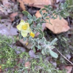 Hibbertia obtusifolia (Grey Guinea-flower) at Mount Ainslie - 25 Apr 2022 by Jenny54