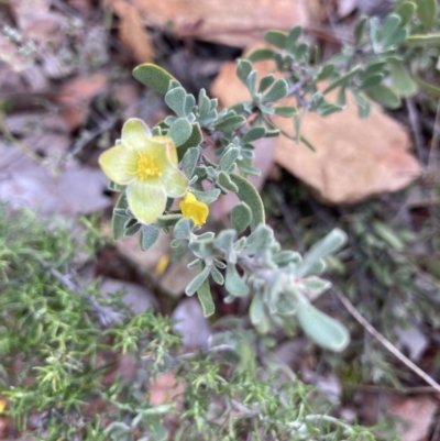 Hibbertia obtusifolia (Grey Guinea-flower) at Hackett, ACT - 25 Apr 2022 by Jenny54