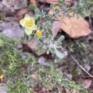 Hibbertia obtusifolia at Hackett, ACT - 26 Apr 2022
