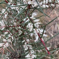 Hakea decurrens at Hackett, ACT - 26 Apr 2022 09:30 AM