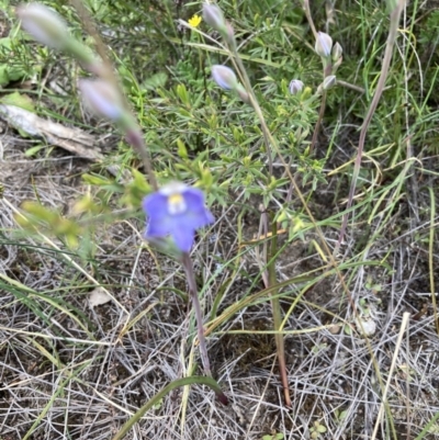 Thelymitra (Genus) (Sun Orchid) at Molonglo Valley, ACT - 24 Oct 2021 by Jenny54