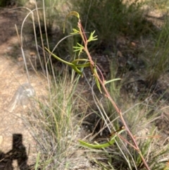 Acacia genistifolia (Early Wattle) at Black Mountain - 24 Oct 2021 by Jenny54