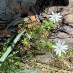 Stellaria pungens (Prickly Starwort) at Molonglo Valley, ACT - 24 Oct 2021 by Jenny54