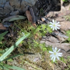 Stellaria pungens at Molonglo Valley, ACT - 24 Oct 2021 11:04 AM