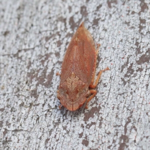 Stenocotis depressa at O'Connor, ACT - 23 Apr 2022 12:54 PM