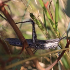 Coryphistes ruricola (Bark-mimicking Grasshopper) at O'Connor, ACT - 23 Apr 2022 by ConBoekel