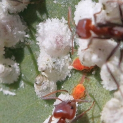 Glycaspis sp. (genus) (Unidentified sugary lerp) at O'Connor, ACT - 23 Apr 2022 by ConBoekel