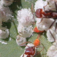 Unidentified Psyllid, lerp, aphid & whitefly (Hemiptera, several families) (TBC) at Dryandra St Woodland - 23 Apr 2022 by ConBoekel