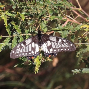 Papilio anactus at O'Connor, ACT - 24 Apr 2022 11:27 AM