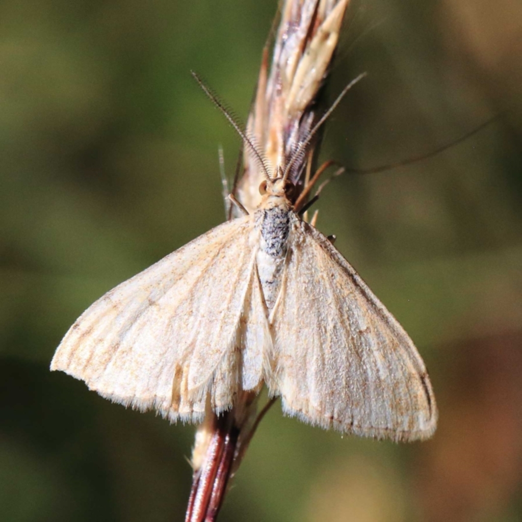Scopula rubraria at O'Connor, ACT - 24 Apr 2022