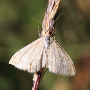 Scopula rubraria at O'Connor, ACT - 24 Apr 2022
