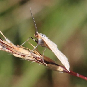 Scopula rubraria at O'Connor, ACT - 24 Apr 2022