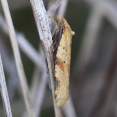 Tortricinae (subfamily) (A tortrix moth) at Dryandra St Woodland - 24 Apr 2022 by ConBoekel
