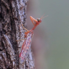 Campion sp. (genus) (Mantis Fly) at Dryandra St Woodland - 24 Apr 2022 by ConBoekel