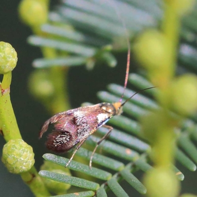 Nemophora (genus) (A Fairy Moth) at Dryandra St Woodland - 24 Apr 2022 by ConBoekel