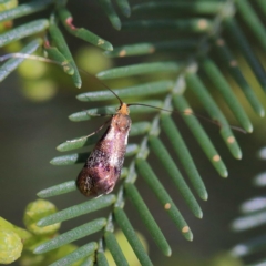 Nemophora (genus) at O'Connor, ACT - 24 Apr 2022