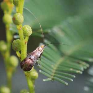 Nemophora (genus) at O'Connor, ACT - 24 Apr 2022