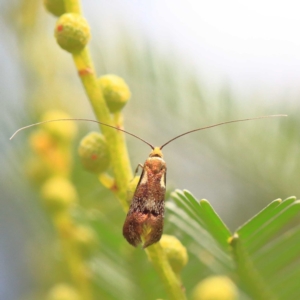 Nemophora (genus) at O'Connor, ACT - 24 Apr 2022 12:01 PM