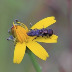 Eumerus sp. (genus) (A hoverfly) at Dryandra St Woodland - 23 Apr 2022 by ConBoekel