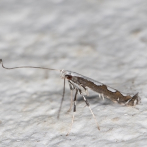 Dialectica scalariella/aemula at Melba, ACT - 20 Mar 2022 11:54 PM