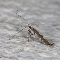 Dialectica scalariella/aemula at Melba, ACT - 20 Mar 2022 11:54 PM