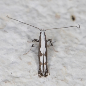 Dialectica scalariella/aemula at Melba, ACT - 20 Mar 2022 11:54 PM